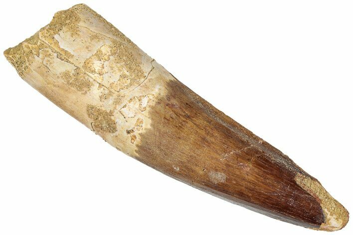 Fossil Spinosaurus Tooth - Real Dinosaur Tooth #310160